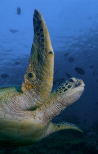 Green turtle underwater off Mabul Island