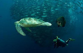 Sea turtle and diver underwater near Sipadan
